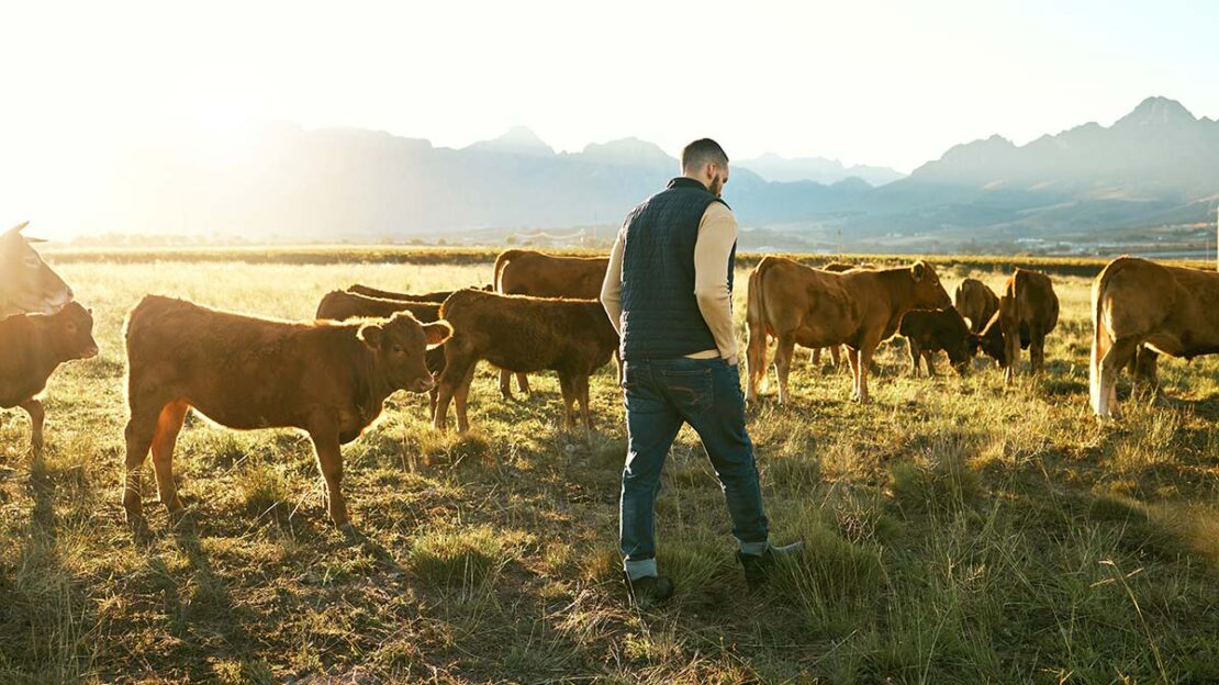 agricultura e pecuária