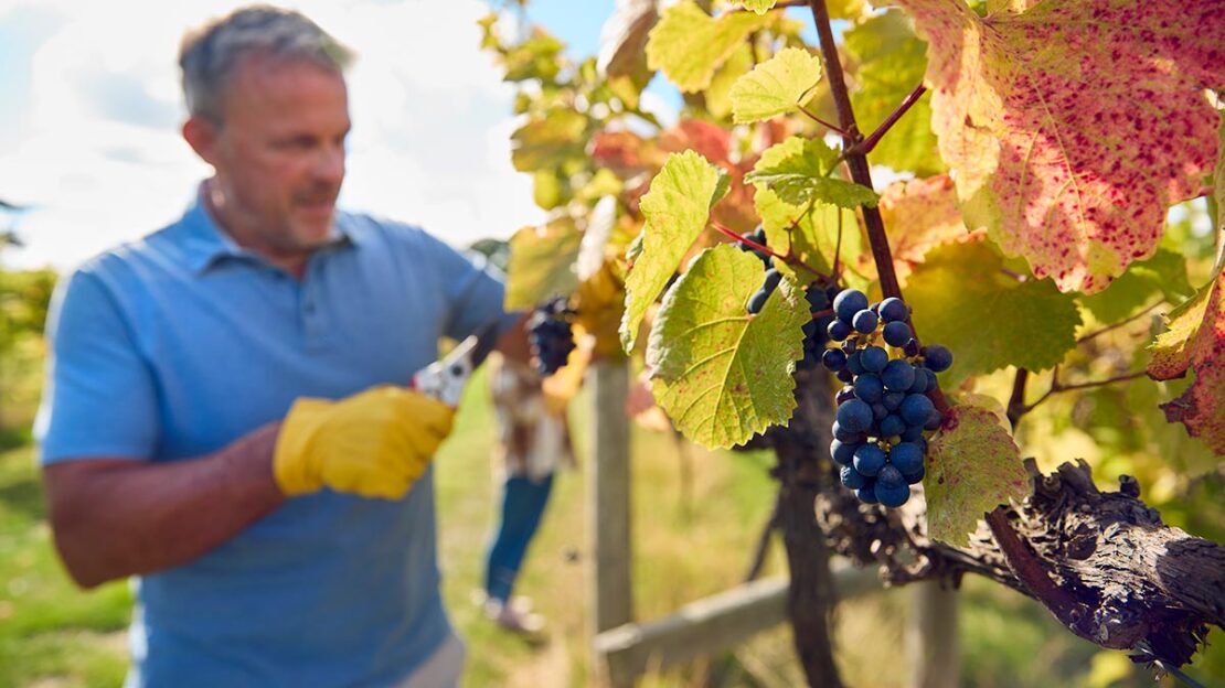 produção de uvas