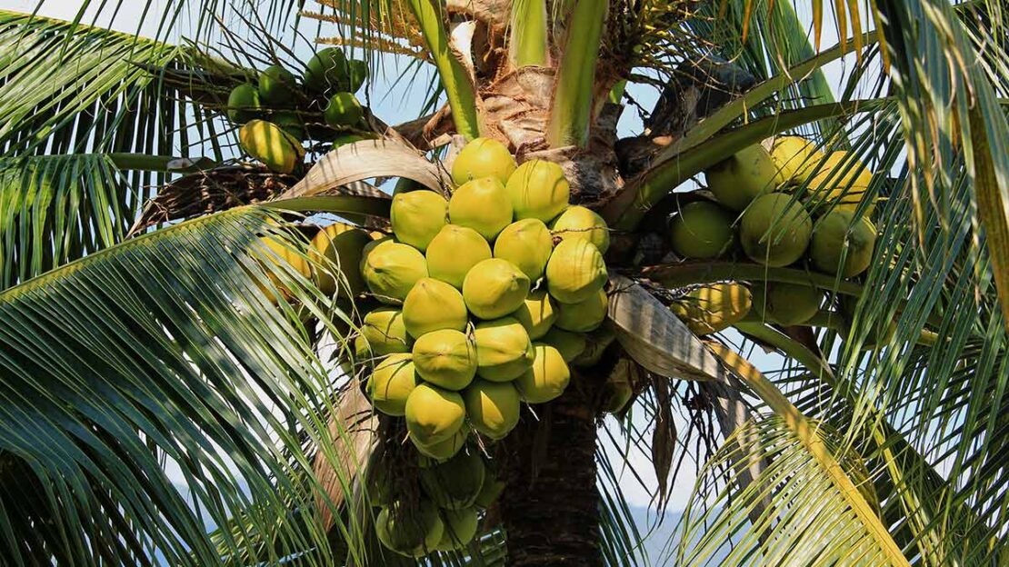 produção de coco no Ceará