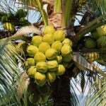 produção de coco no Ceará