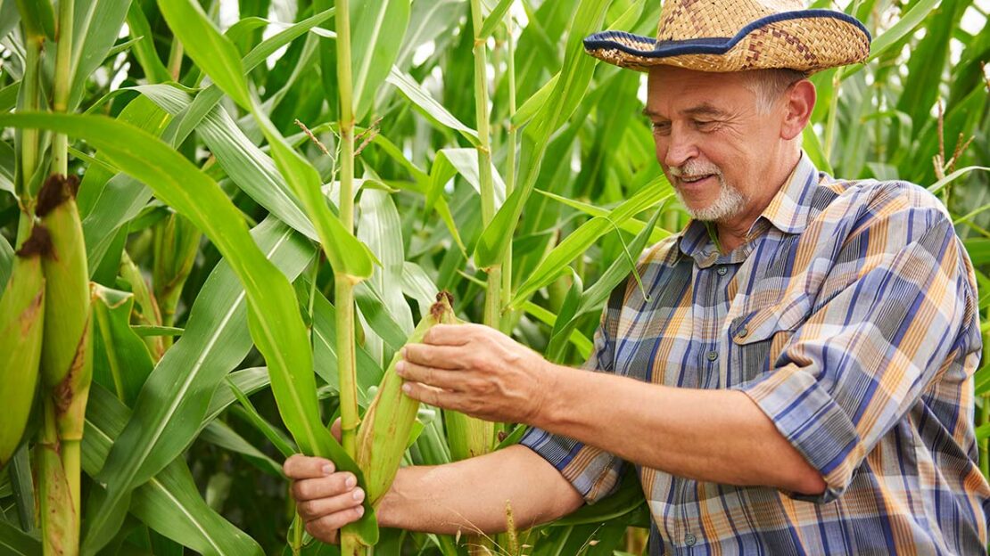 exportações do agro