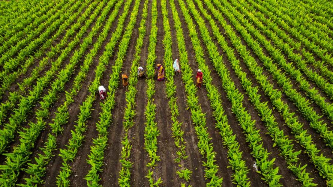 ceará e agricultura