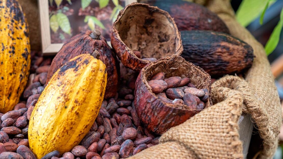 produção de cacau no Ceará